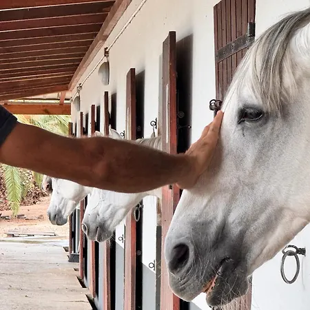 Гостевой дом Profetas *